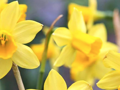 yellow daffodils